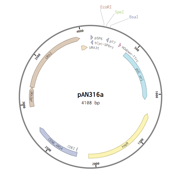 pAN316a plasmid map